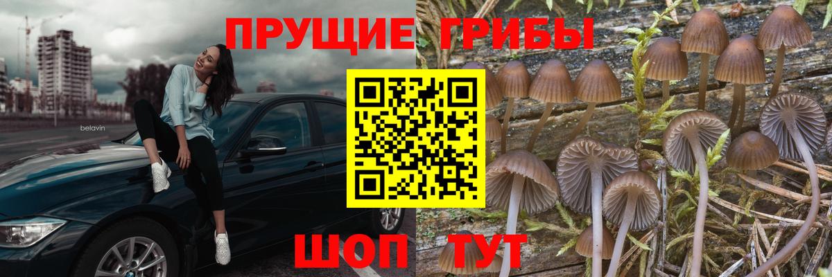 Псилоцибиновые грибы Cubensis Сарапул